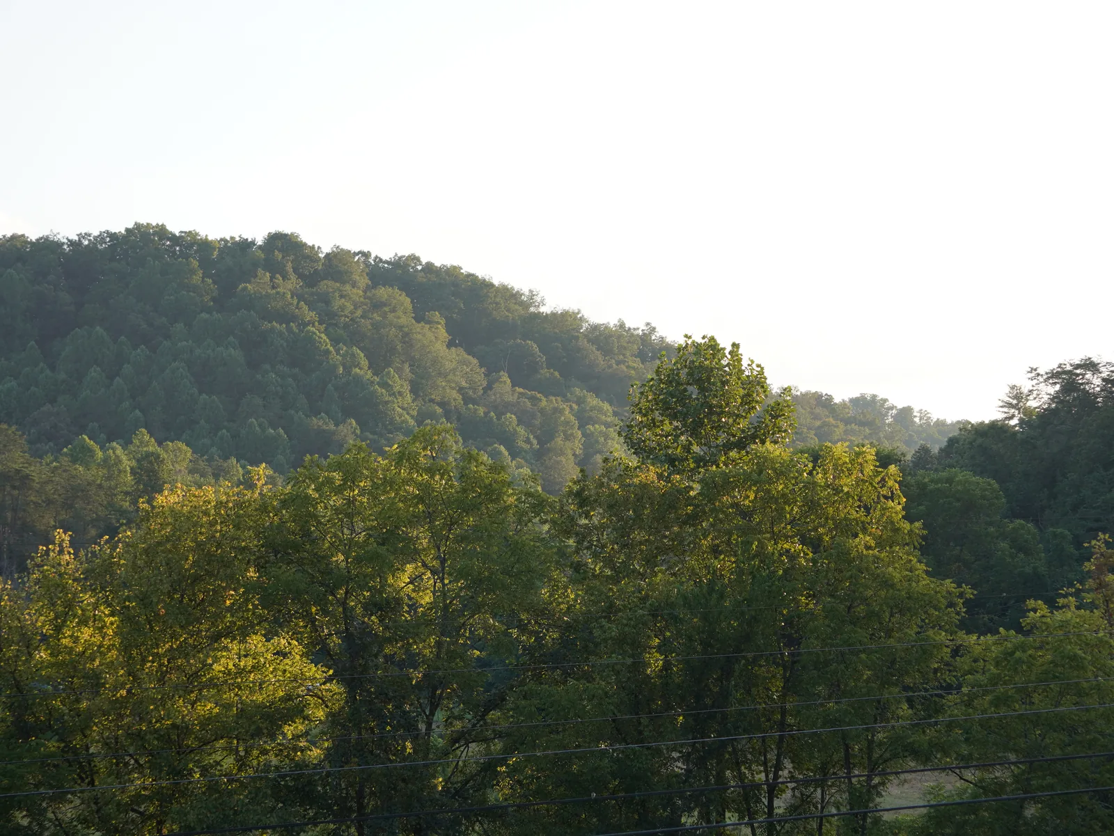 Pasture landscape near Smoky Mountain Acres
